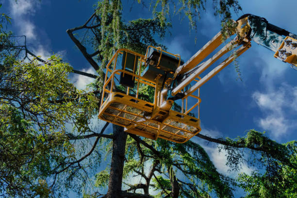 Tree Removal for Businesses in Pinehurst, ID